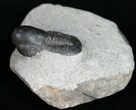 Very Unusual Pelagic Trilobite Cyclopyge - HUGE EYES #11062-3